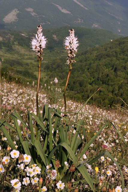 sui prati d''Abruzzo - Asphodelus macrocarpus